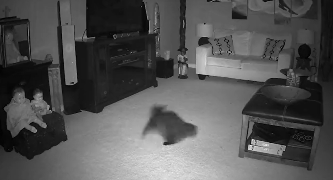Mačka z miestnosti okamžite utiekla