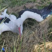 Sérült gólyán segítettek a püspökladányi mentősök