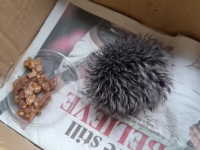 Žena pronašla povređenog ježa, veterinari se prenerazili: "Gospođo, ovo nije jež, ovo je..."