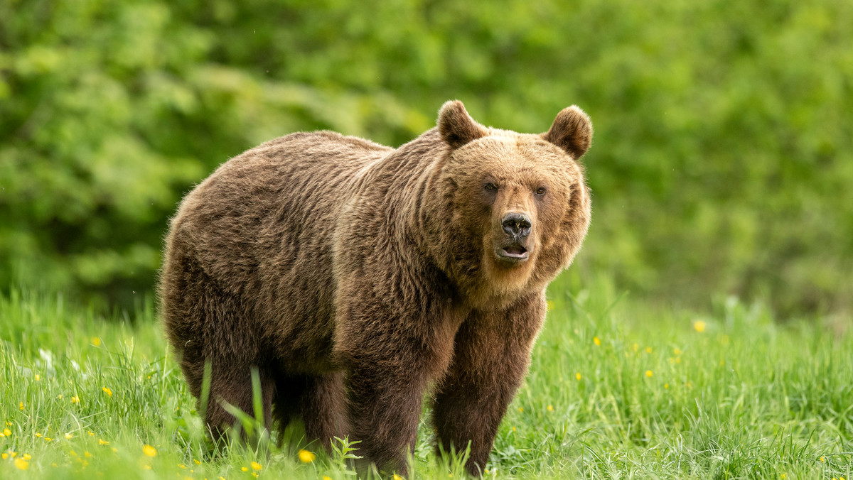 Olchowiec. Niedźwiedź chodzi po miejscowości w Bieszczadach. Wójt ostrzega