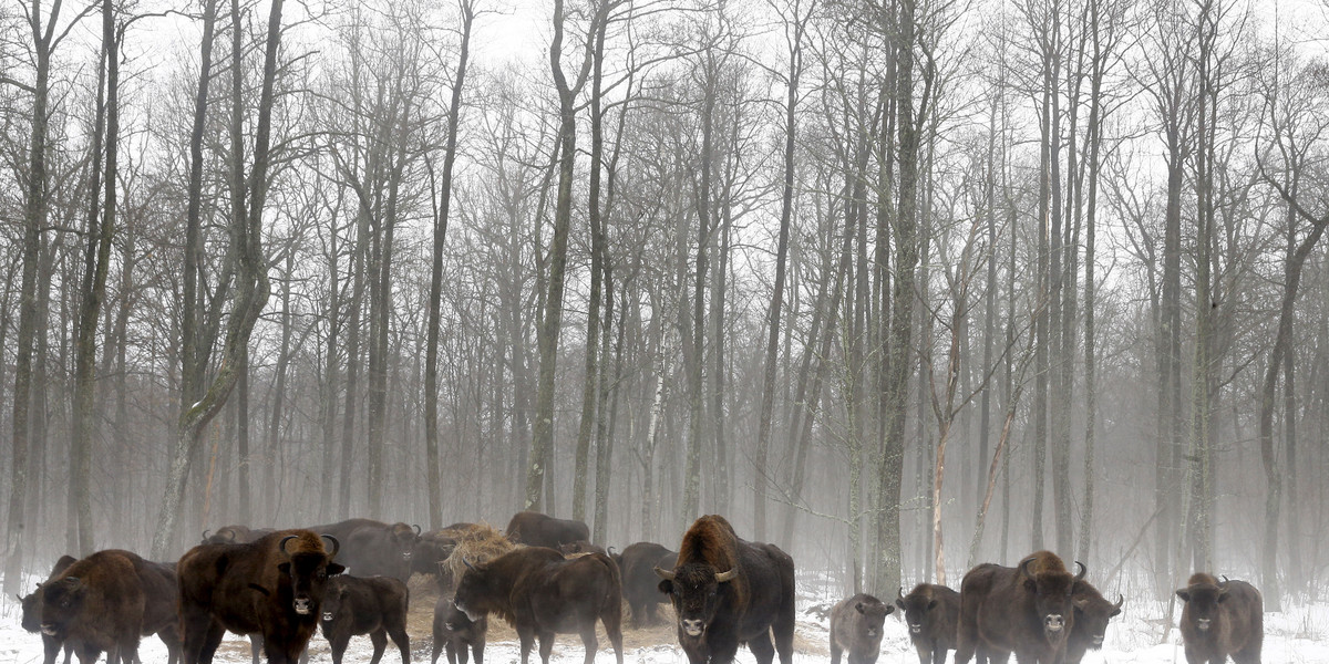 More than 30 years after the Chernobyl disaster, no people can live in the area — but the animal population is thriving