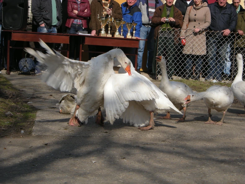 Borba gusana samo kljunovima i krilima