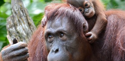 Spłonął las monsunowy w angielskim zoo. Na filmie widać kłęby dymu!