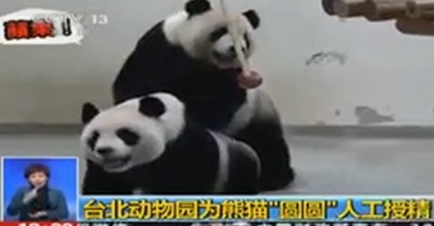 Jabuka bitnija od ženke