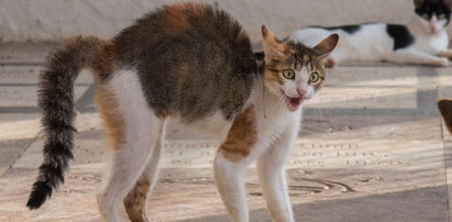 Bezpański kot oskarżony o próbę zabicia człowieka. Widok ofiary przerażał