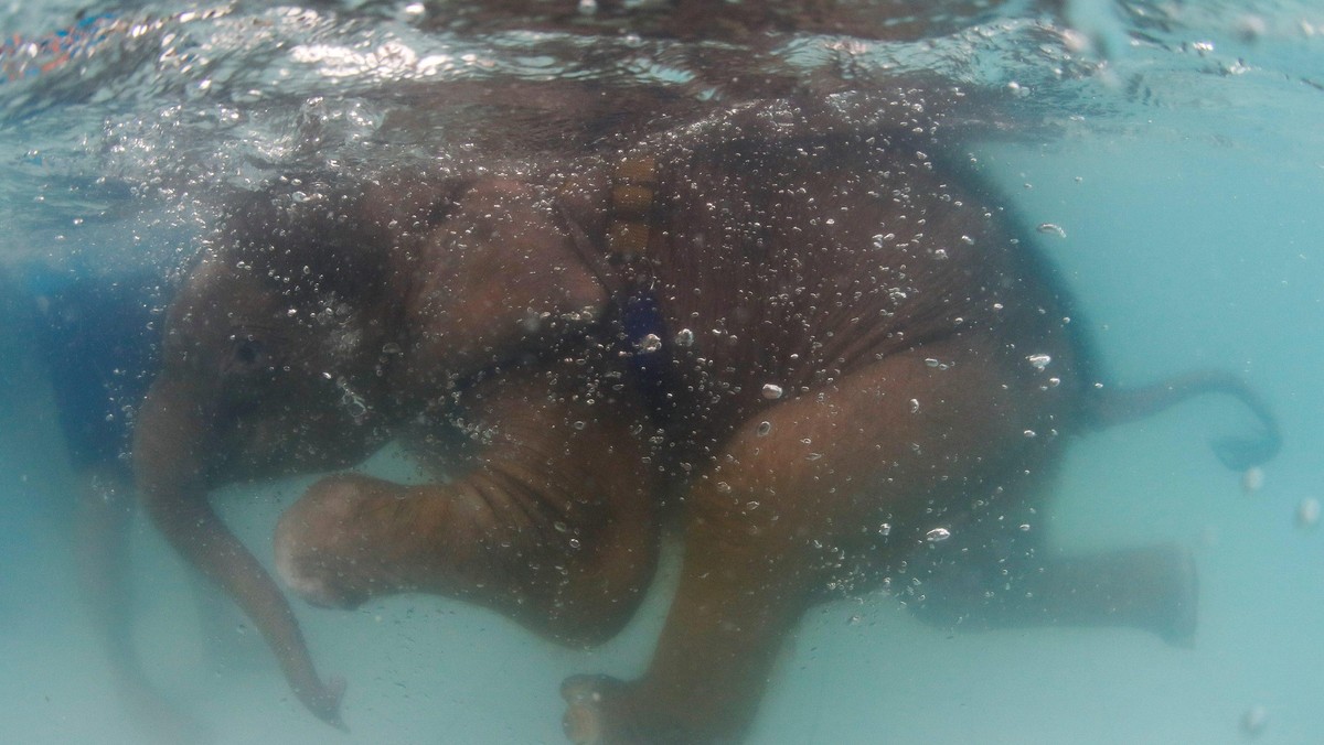 A baby elephant swims during a hydrotherapy treatment as part of a rehabilitation process to heal her injured front left foot at a rehabilitation center in Pattaya