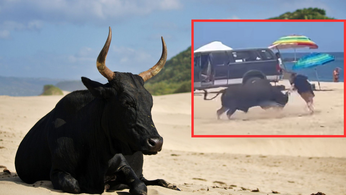 Atak byka na turystę na plaży. Wszystko uchwyciła kamera