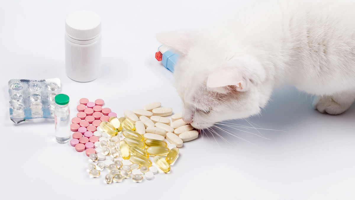 <strong>Co wiemy o florze bakteryjnej u psów i kotów? Kiedy i w jakich sytuacjach stosować probiotyk? I dlaczego nie tylko w przypadku antybiotykoterapii, ale także np. po odrobaczaniu? Sprawdź, jak wesprzeć układ trawienny twojego pupila!</strong>