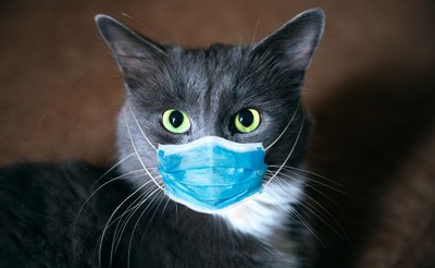 Rosjanie zarejestrowali pierwszą szczepionkę na Covid-19 dedykowaną zwierzętom