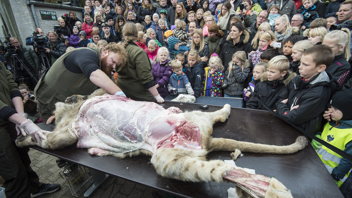 epaselect DENMARK LION DISSECTED (Lion dissected in ZOO in Odense)