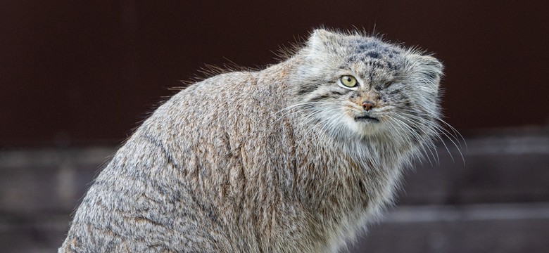 Odnalazła się Bożenka, poznańskie ZOO odetchnęło. Ktoś celowo wypuścił ją z klatki