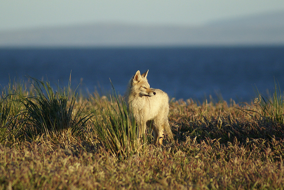 Lis patagoński nie jest rodzimym gatunkiem, został specjalnie sprowadzony na Falklandy