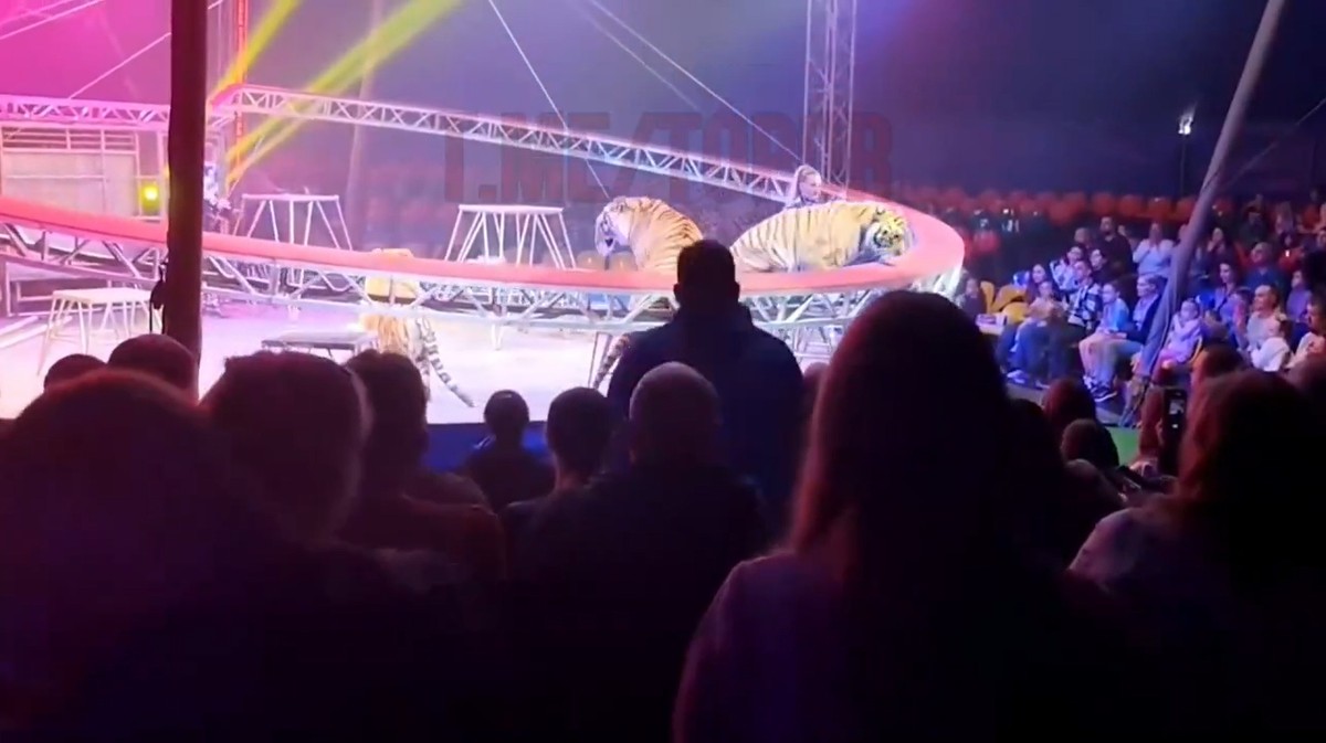 Powiało grozą w cyrku. Tygrys nagle przedostał się na widownię