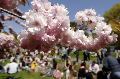 US-CHERRY BLOSSOMS