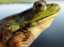 Żaby składają skrzek coraz wcześniej
