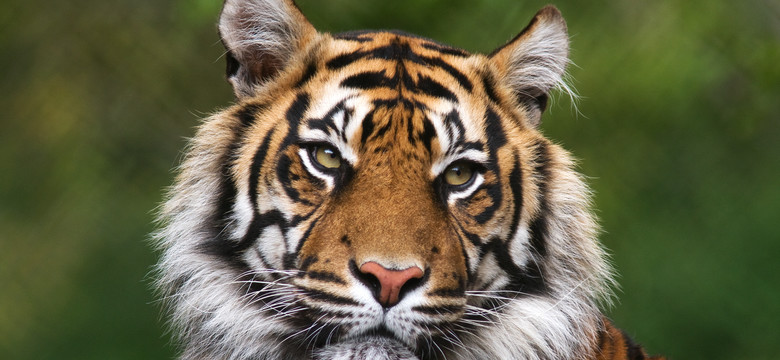 Policja zatrzymała legendarnego łowcę tygrysów bengalskich. Zabijał je od 20 lat
