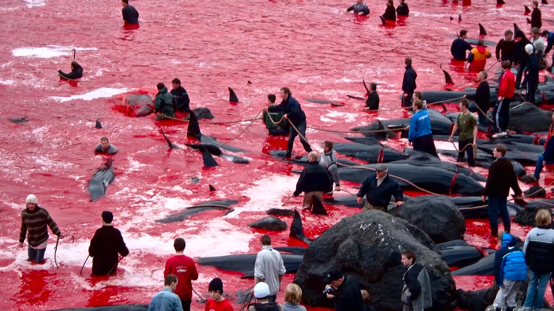 Rytualna rzeź na Wyspach Owczych. Rybacy mordowali zwierzęta na oczach zafascynowanych turystów