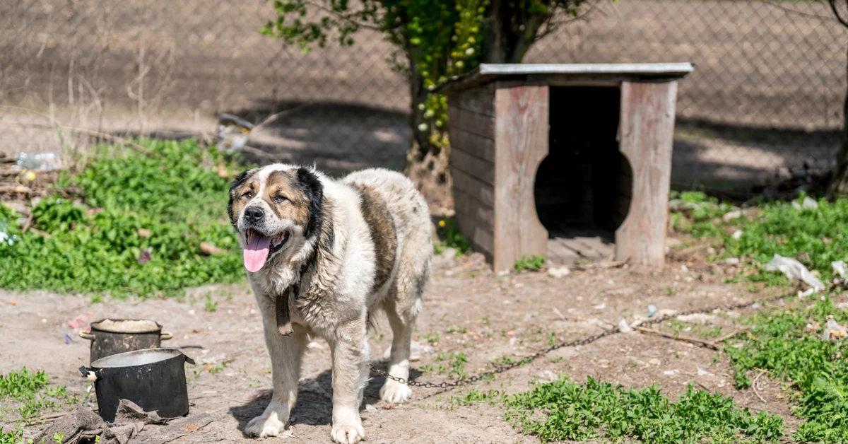 Гражданская коалиция будет бороться за «закон цепи». «Посмотрим, готов ли президент помочь животным»