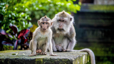 Małpy na Bali kradną na handel