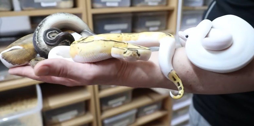 Zmije različitih morfova, dezena