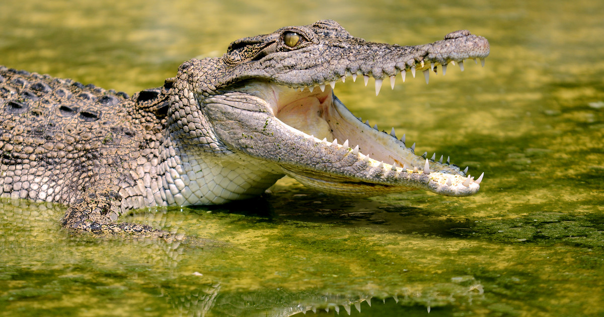 A crocodile has terrorized an indigenous community in Australia.  It ended up as soup