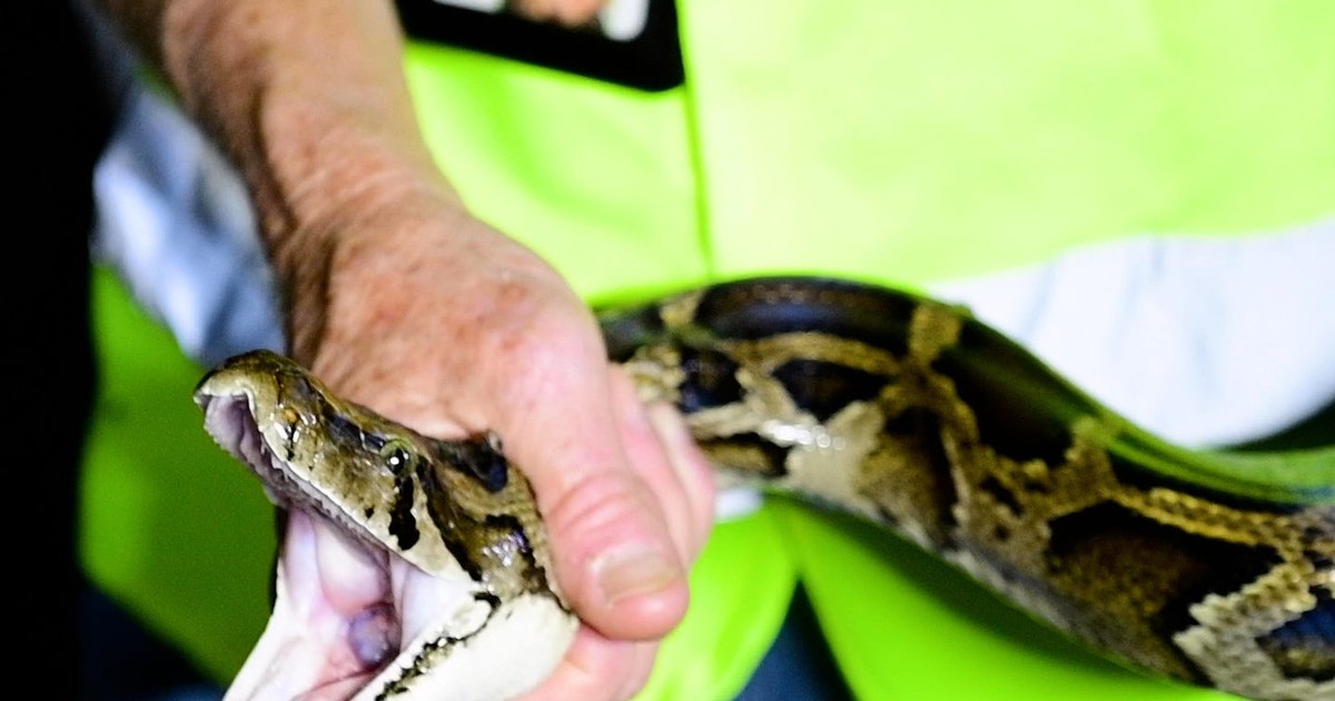 How hunters are catching Burmese pythons that are decimating wildlife ...