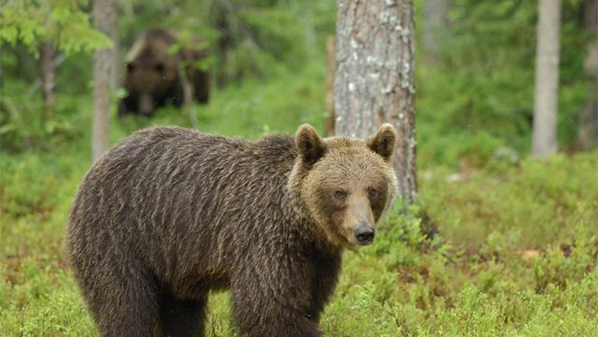 60-letniego grzybiarza zaatakował w czwartek niedźwiedź w lesie w Żerdence w Bieszczadach. Życiu mężczyzny, który z ranami kąsanymi i drapanymi, znalazł się w szpitalu, nie zagraża niebezpieczeństwo.