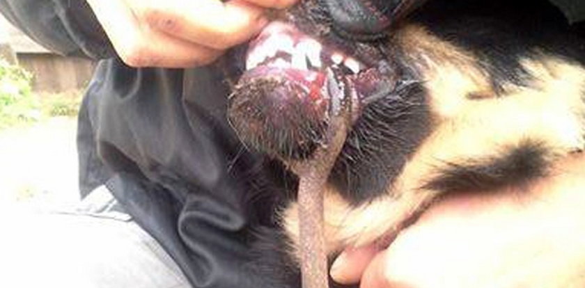 Pies w śmiertelnej pułapce! Uratowali go strażacy