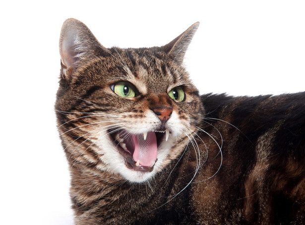 Lekarze ostrzegają przed zębami kotów