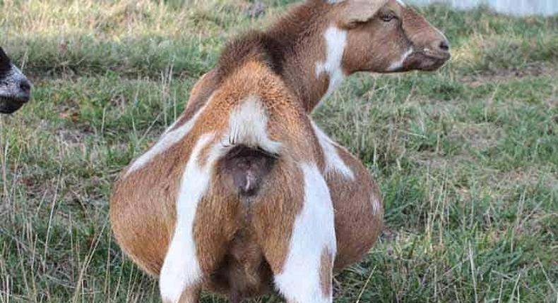 File photo: Pregnant goat