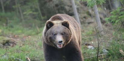 Najgroźniejsze zwierzęta w Polsce