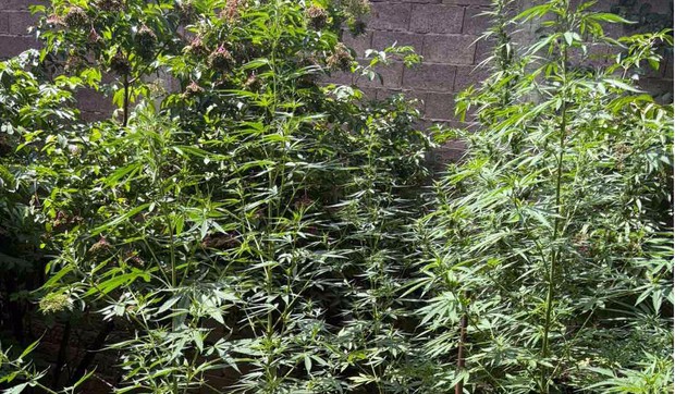 Zasad za koji se sumnja da je marihuana