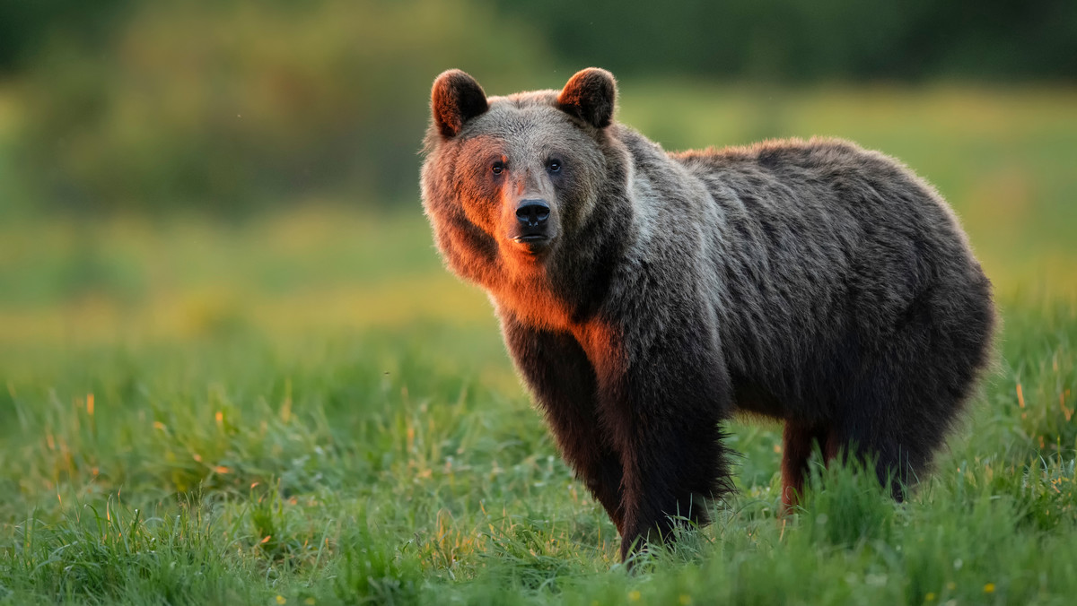 Tatry. Co robią teraz tatrzańskie niedźwiedzie? "Przede wszystkim jedzą"