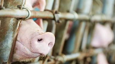 Koronawirus atakujący świnie może namnażać się też w ludzkich komórkach