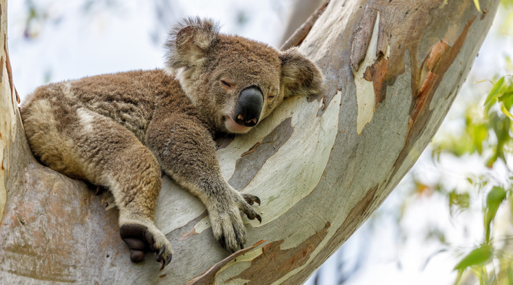 Így hűti a testét egy koala egy napos kánikulai reggelen / Fotó: Getty Images