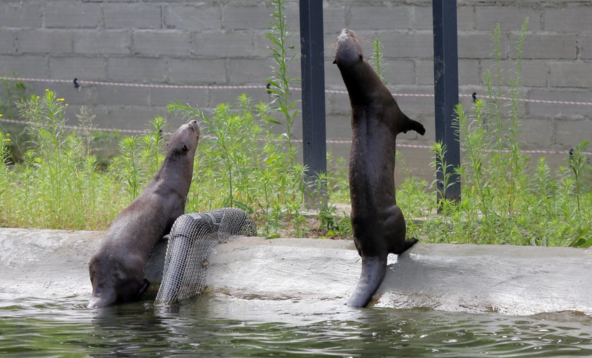 Zakochane wydry mieszkają w łódzkim zoo. Czy będą z tego dzieci? 