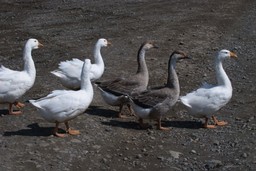 Rolnicy w Świętokrzyskiem chcą przywrócić chów gęsi kieleckiej
