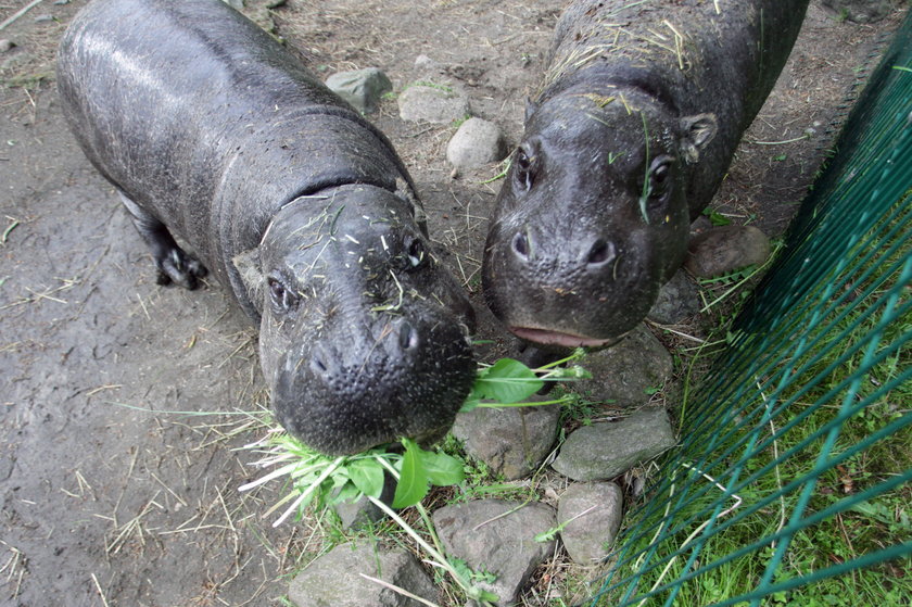 Hipopotamy z gdańskiego zoo