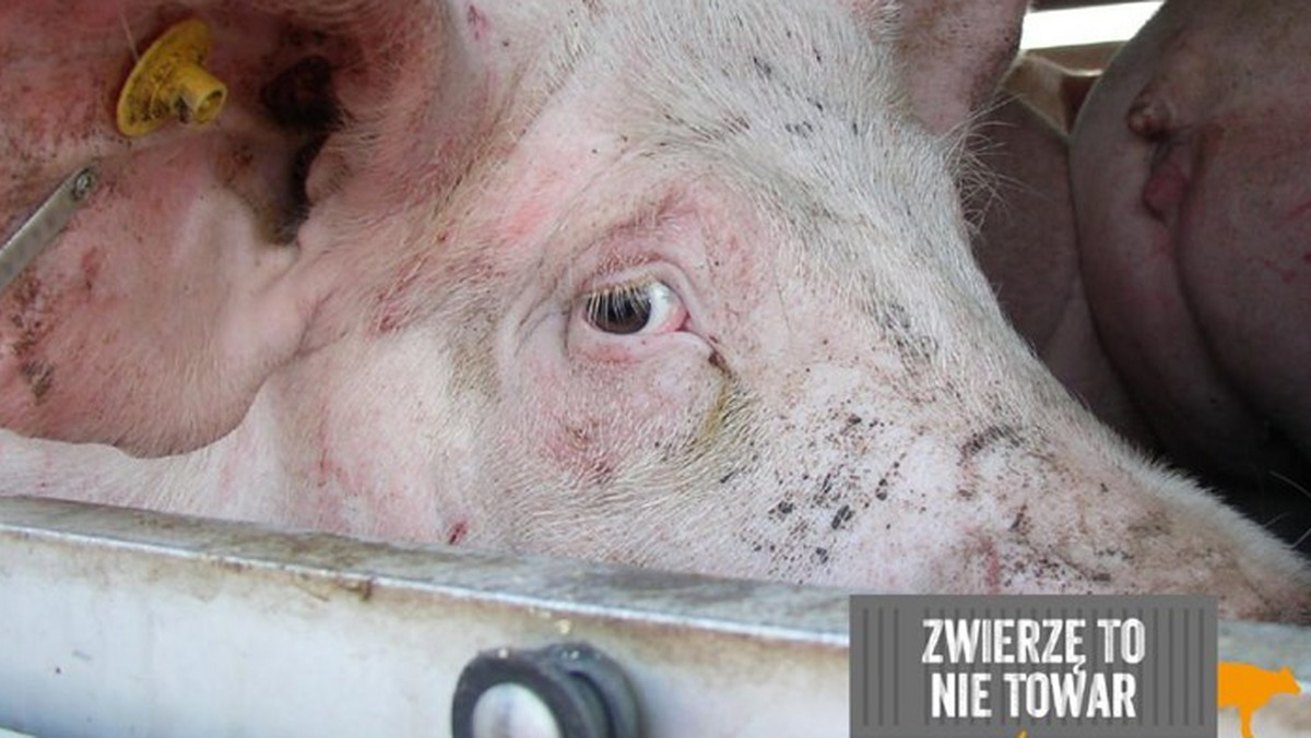 "Zwierzę to nie towar!" – globalny dzień akcji, podczas którego organizacje z całego świata razem zaprotestują przeciwko transportom żywych zwierząt.