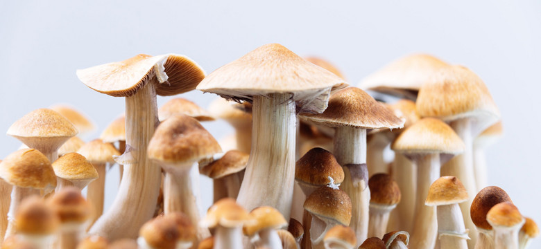 Składnik psychodelicznych grzybów może pomóc w leczeniu alkoholizmu