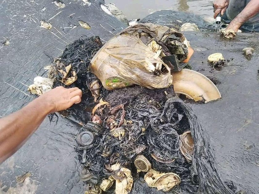 Martwy wieloryb na plaży. Miał w żołądku 6 kg plastiku!