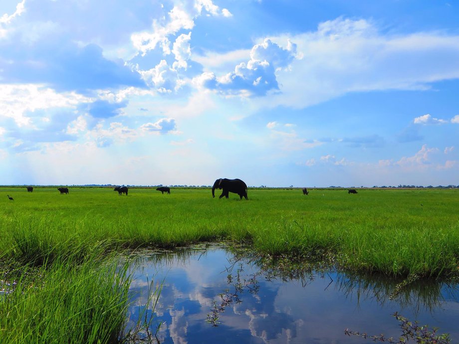 Their next stop was Chobe National Park in northeastern Botswana, which is home to the world’s largest concentration of elephants.