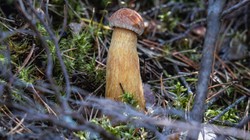 Zbiory grzybów w Polsce szacuje się na ok. 100 tys. ton rocznie. Są warte 700 mln zł