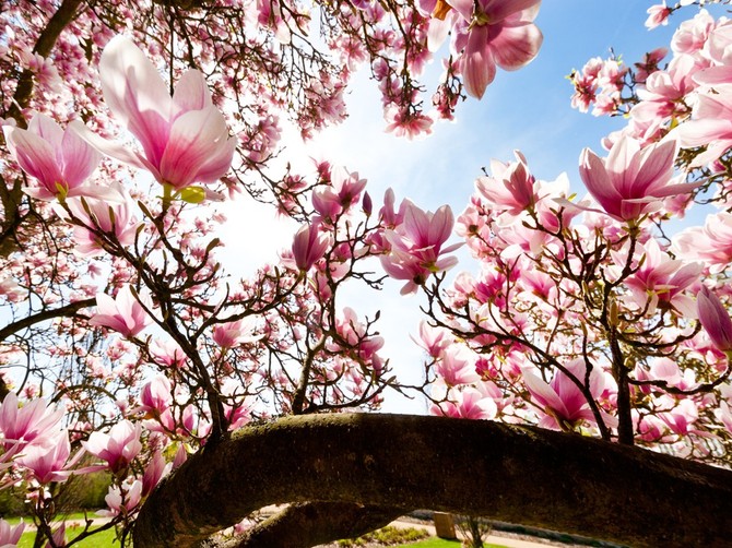 Nega i uzgoj magnolije