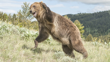 Niedźwiedź zaatakował grzybiarza na Słowacji