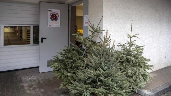 Choinkę należy pozostawić obok altany śmietnikowej, pojemnika lub w miejscu, które wskaże administrator danego budynku
