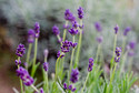 1. Lawenda wąskolistna (Lavandula angustifolia)