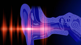 Budowa ucha - ucho zewnętrzne, ucho środkowe, ucho wewnętrzne i ich funkcje