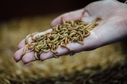 Biznes na farmach owadów. Ynsect rozważa wejście na kolejne rynki