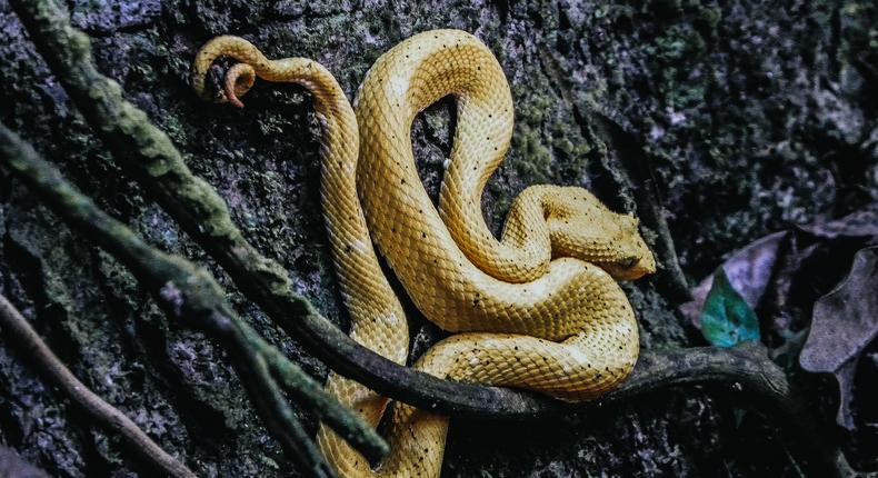 Snake Island, Brazil